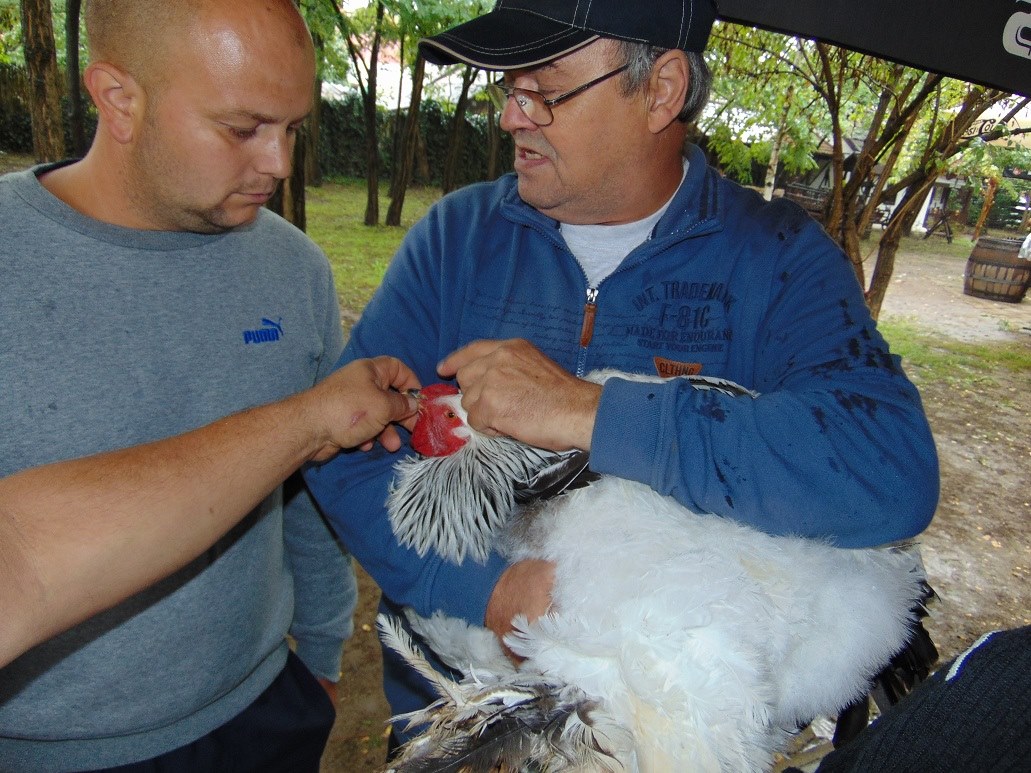 A  leend brahma baromfi  birl Pspki Zsolt